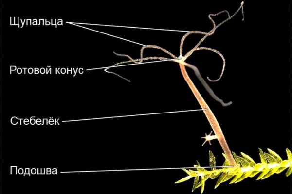 Работает ли блэкспрут