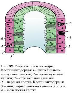 Каталог телеграм бошки